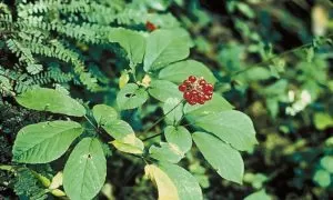 Ginseng Medicinal Uses