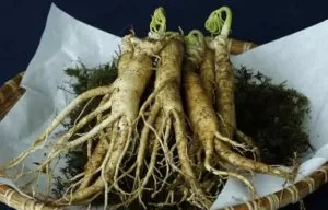 GINSENG ROOTS