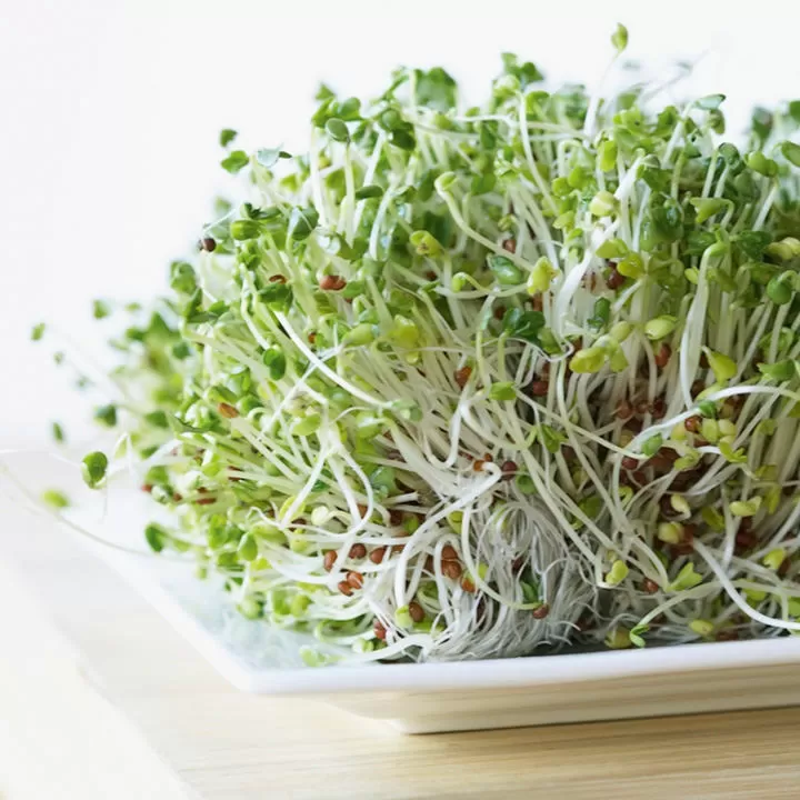 Alfalfa Sprouts Benefits and foods to make bones stronger