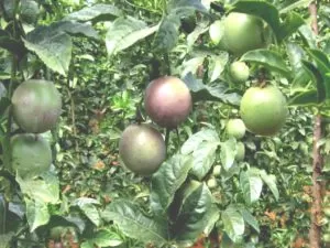 Advantages of Passion fruit 