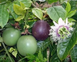 Passion fruit farm