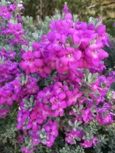 Sage flowers