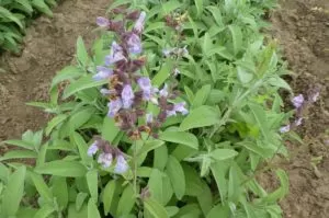 The benefits of sage 