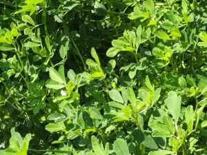 Benefits of Fenugreek Seeds
