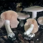 Deadly Mushrooms