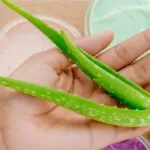 Aloe Vera medicinal Uses