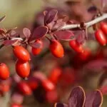 Barberry Medicinal Uses