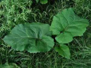 Benefits of Burdock