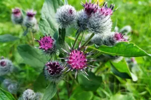 Burdock