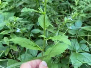 Lobelia Medicinal Uses 
