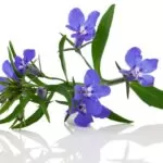 Lobelia Medicinal Uses