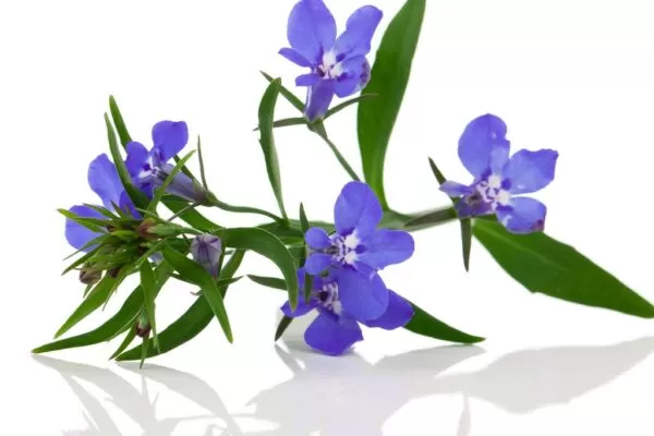 Lobelia Medicinal Uses
