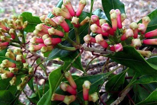 Benefits of Cloves Sexually