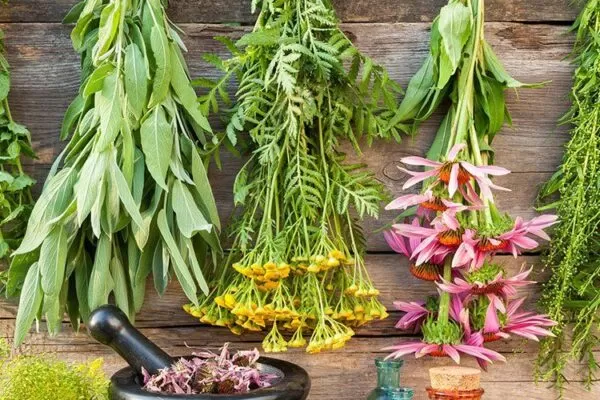 Herbs for respiratory infections